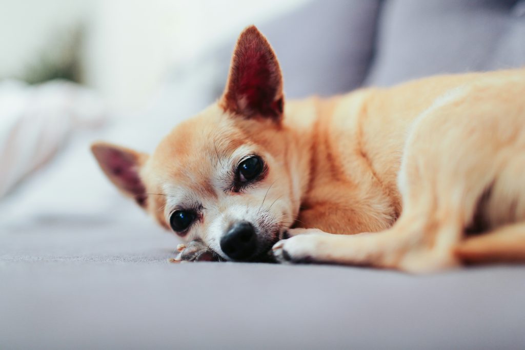 how to cut chihuahua nails