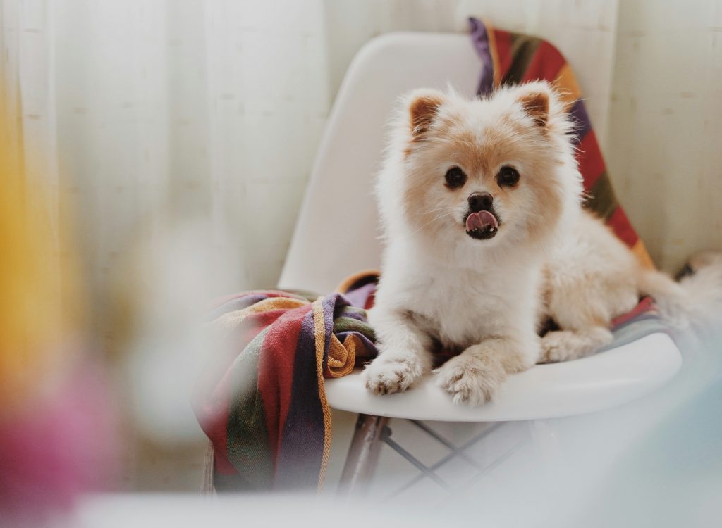 why does my pomeranian lick me so much
