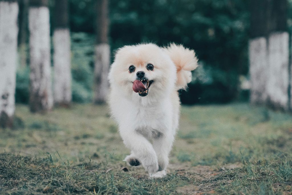 why does my pomeranian lick me so much