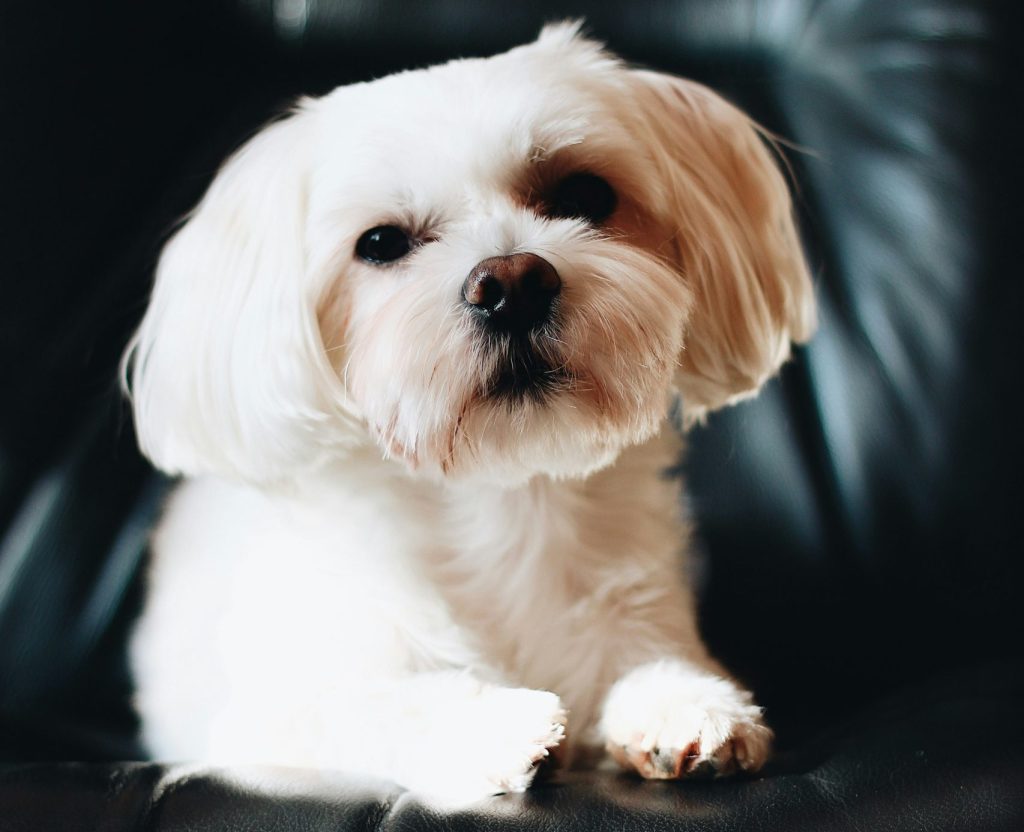 are maltese hypoallergenic