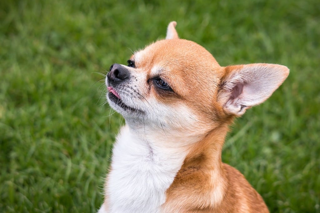 apple head vs deer head chihuahua