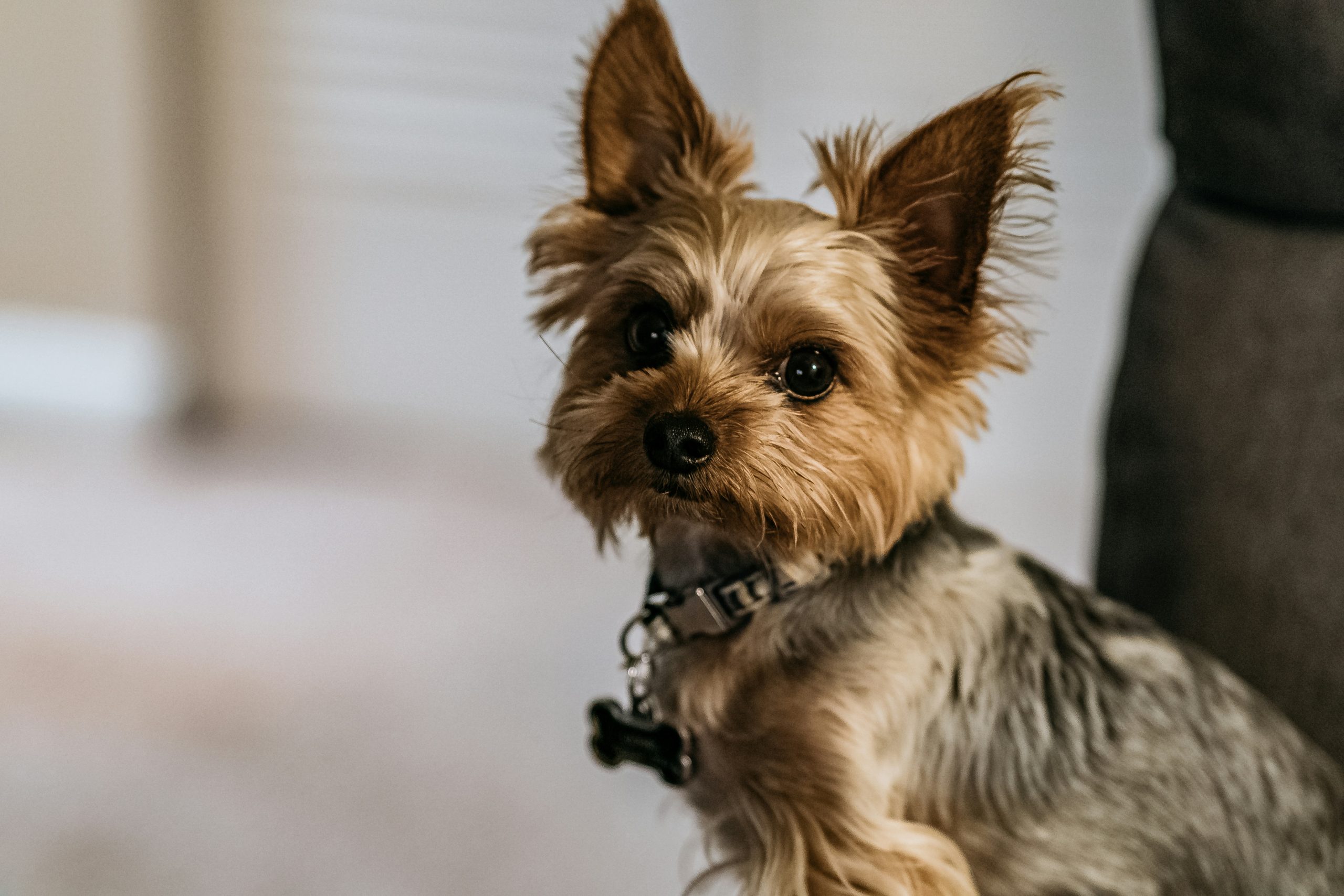 how much is a yorkie