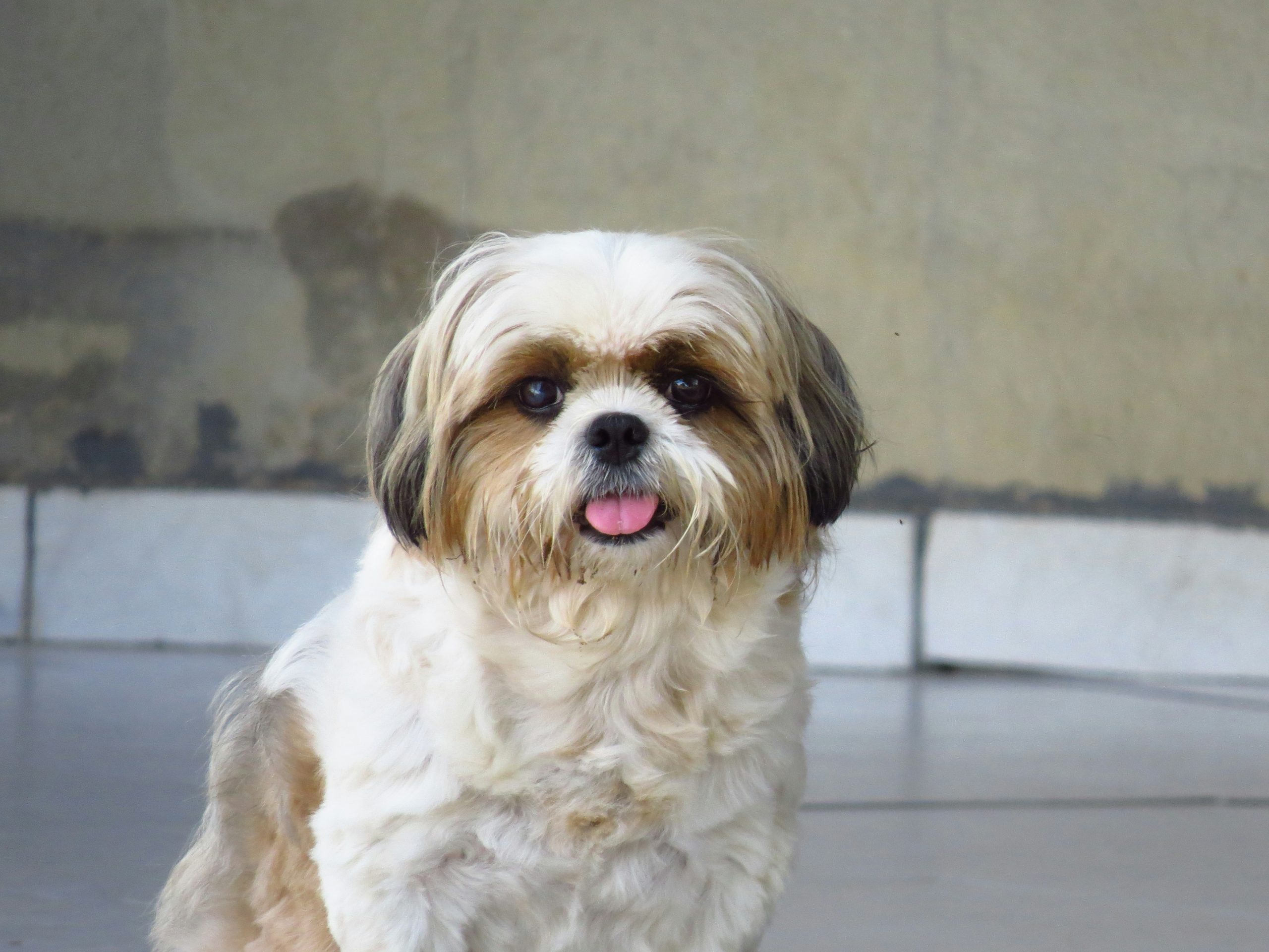 are maltese hypoallergenic