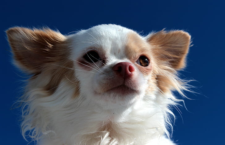 apple head vs deer head chihuahua