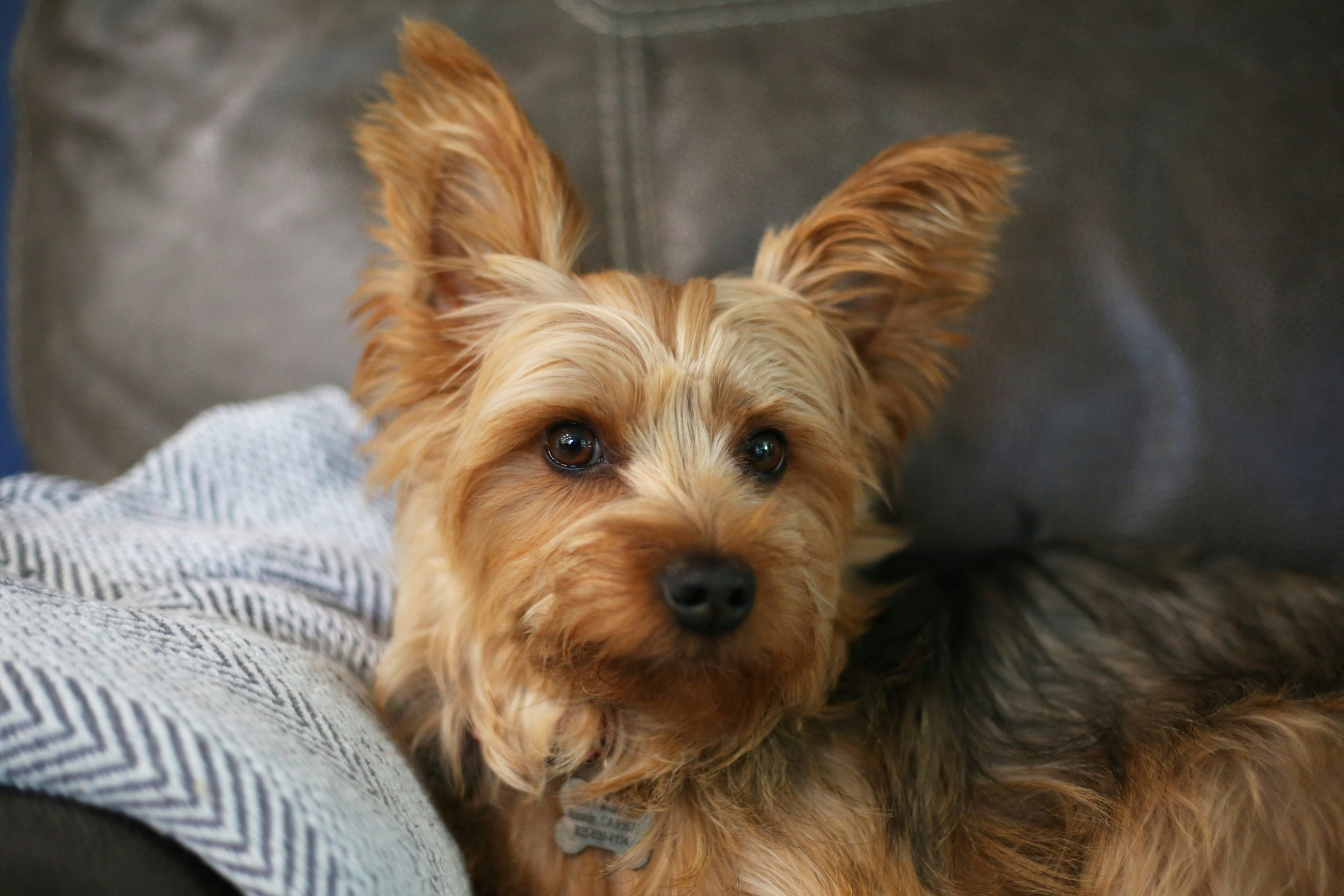 how to trim yorkie face