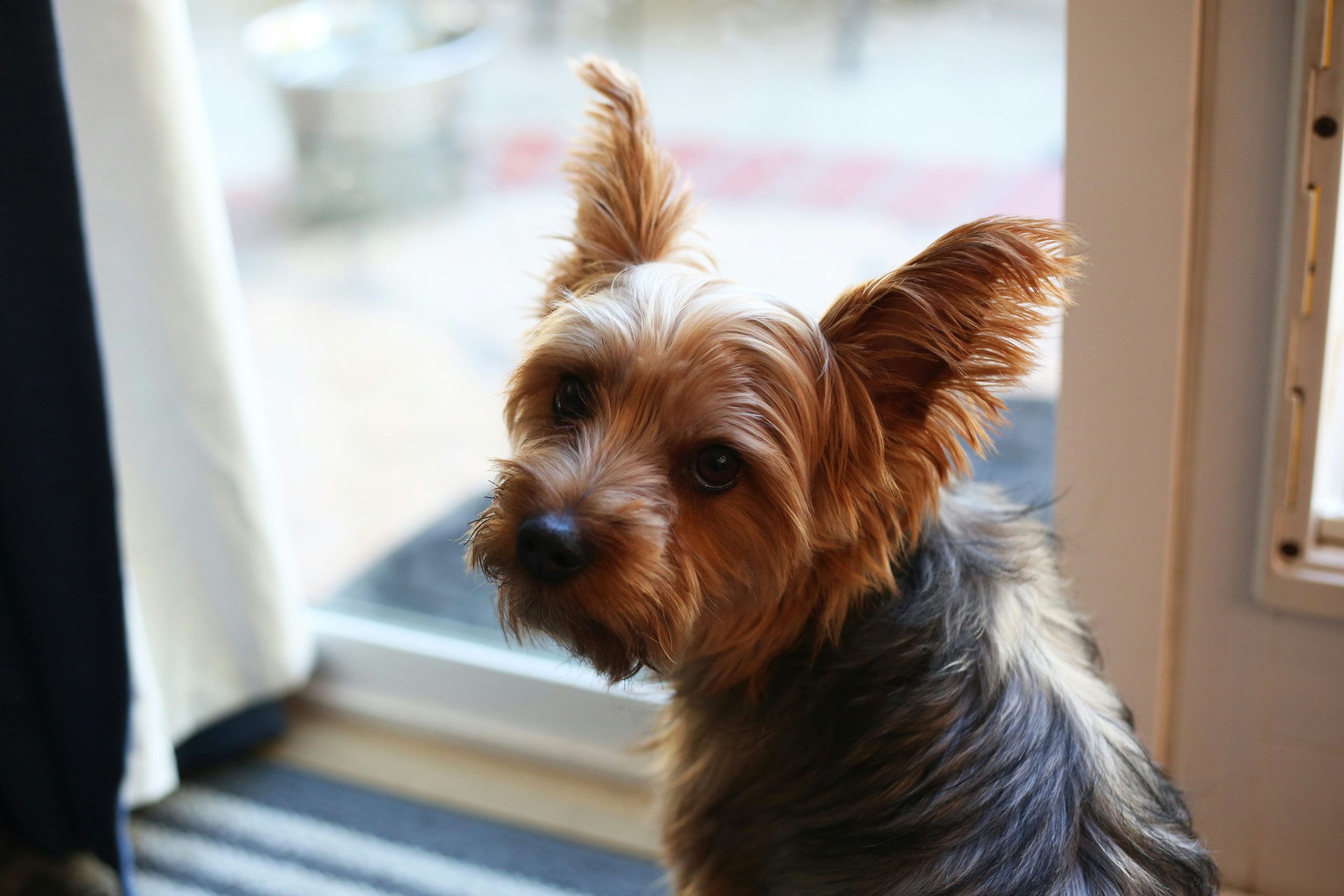 how to trim yorkie face