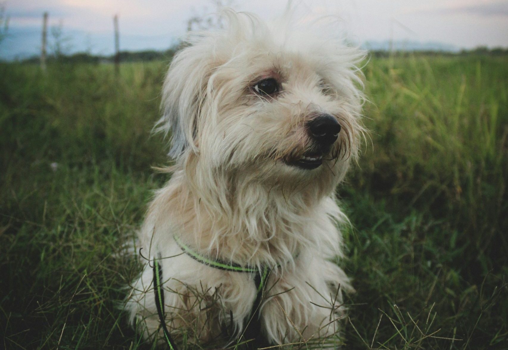 maltese vs shih tzu