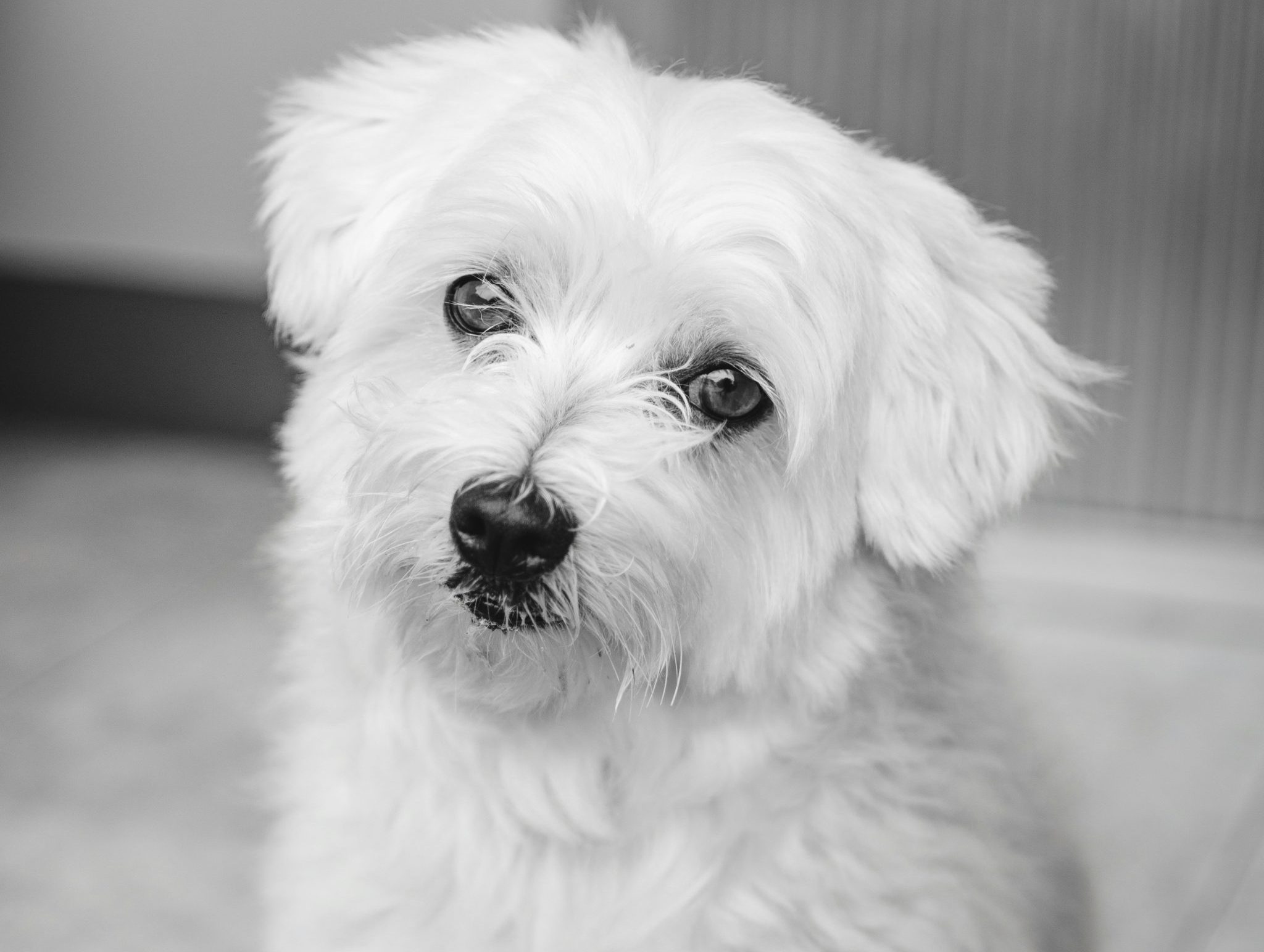 havanese vs maltese