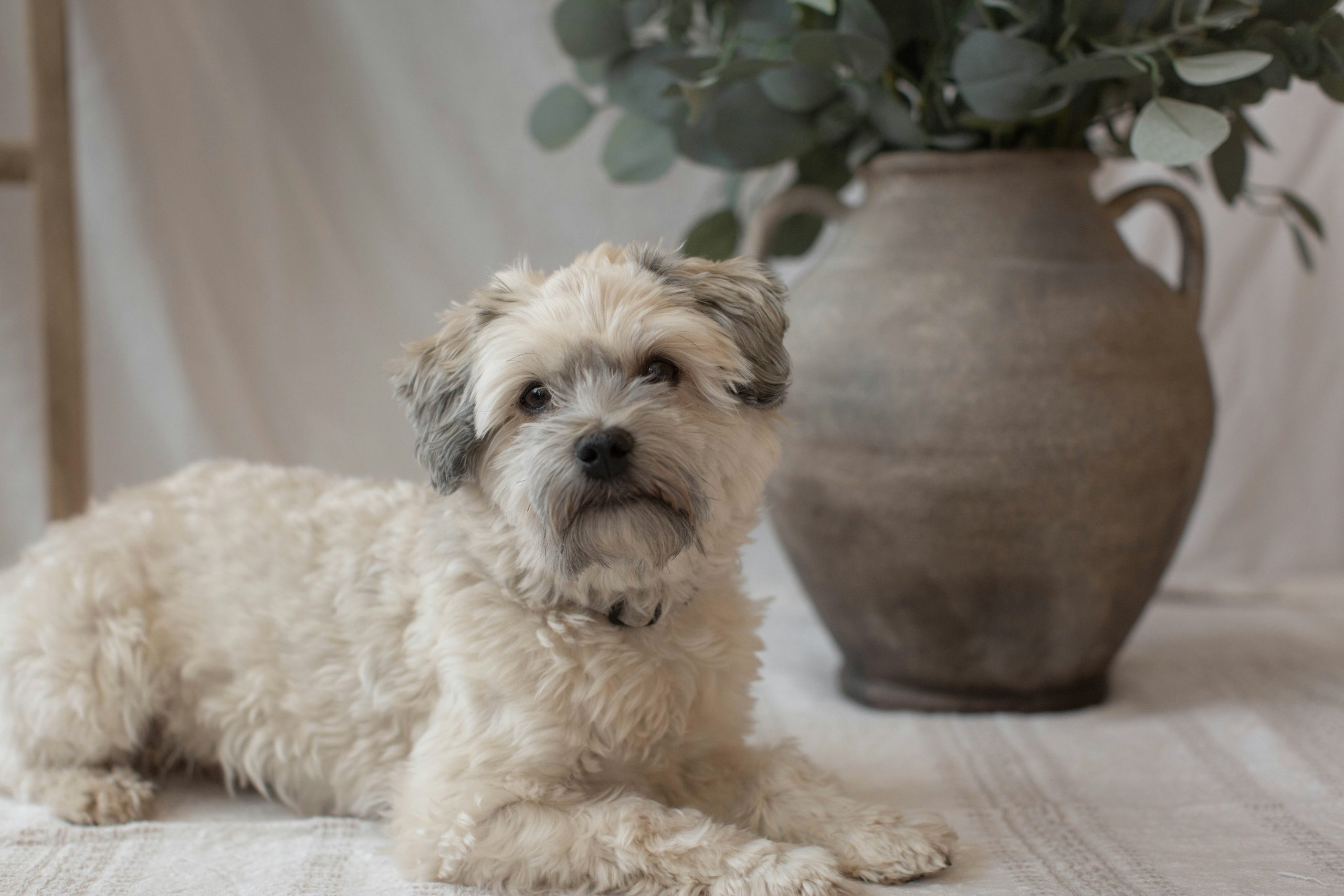 havanese vs maltese