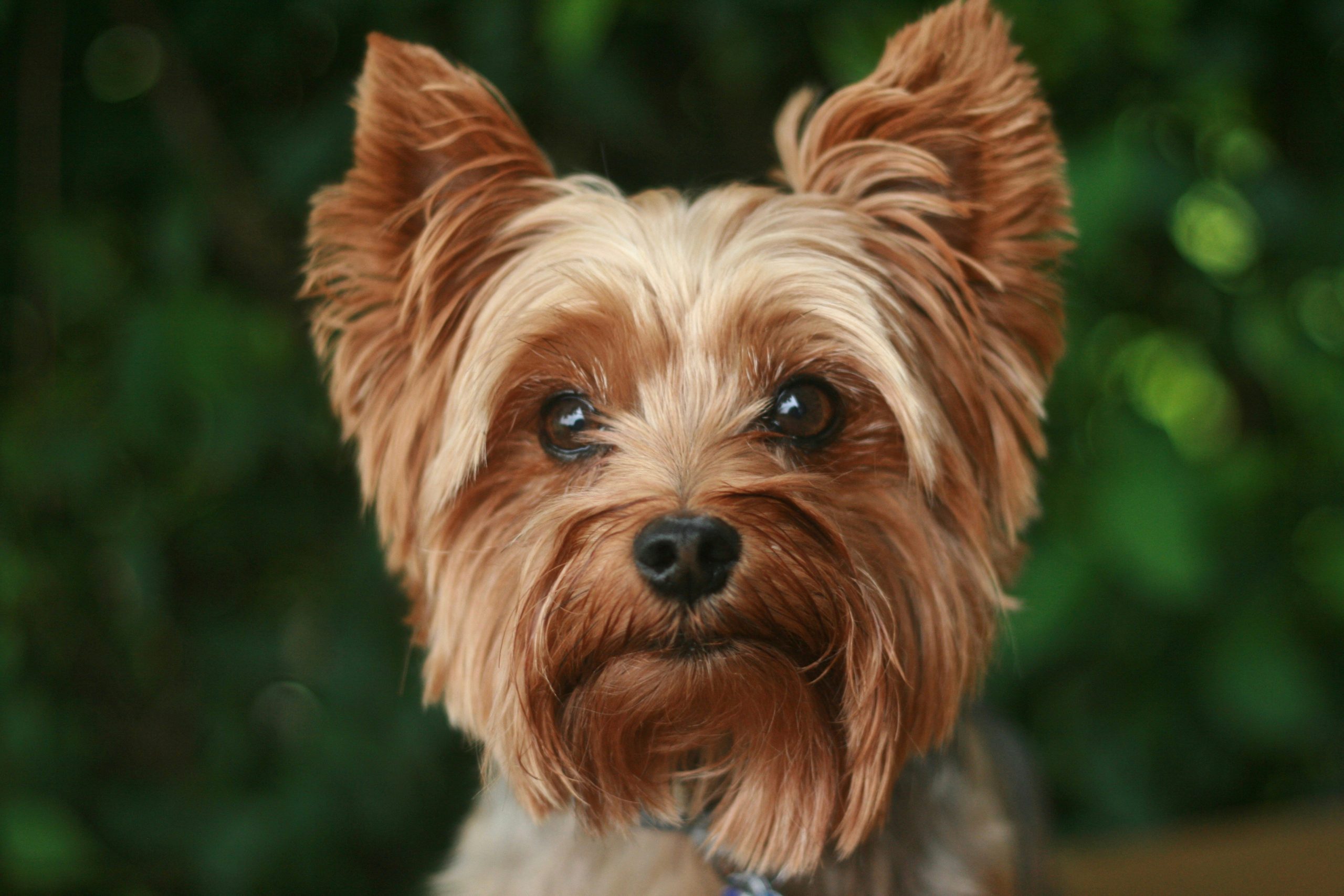 how much is a yorkie
