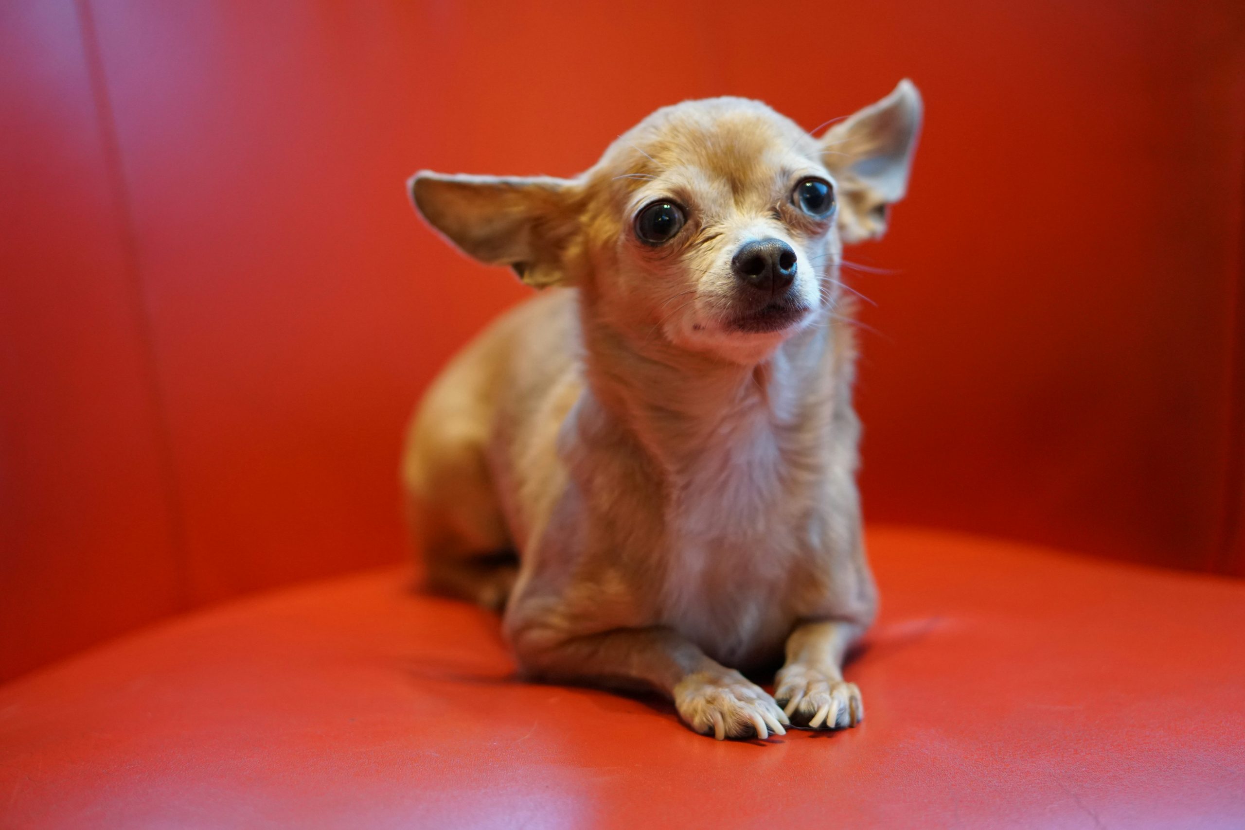 how to cut chihuahua nails