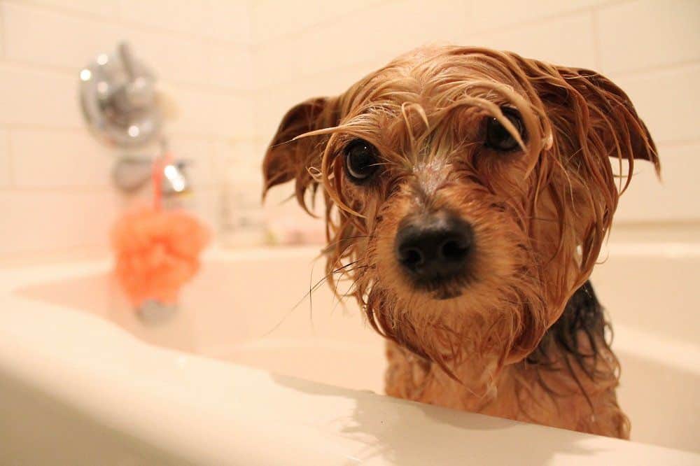 how often should you bathe a yorkie
