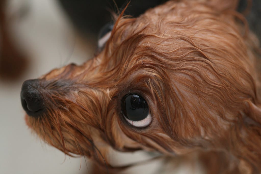 how often should you bathe a yorkie