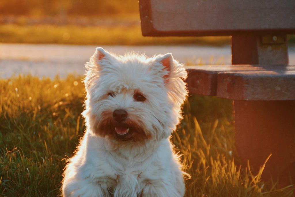 are maltese hypoallergenic
